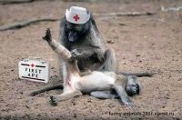 Обезьяна повесила себе на шею змею