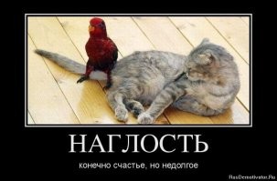 20 наглых птиц, которые ведут себя отвратительно и совсем не раскаиваются