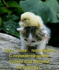 20 наглых птиц, которые ведут себя отвратительно и совсем не раскаиваются
