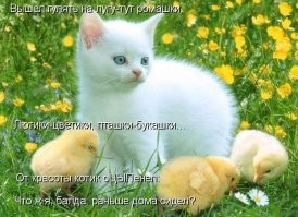 20 наглых птиц, которые ведут себя отвратительно и совсем не раскаиваются
