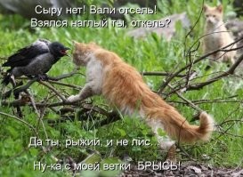 20 наглых птиц, которые ведут себя отвратительно и совсем не раскаиваются