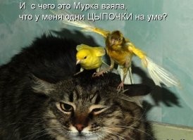 20 наглых птиц, которые ведут себя отвратительно и совсем не раскаиваются