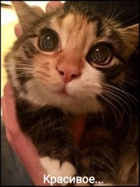 За раритетный Mercedes-Benz 500K 1934 года предлагают больше миллиона долларов и это ещё не предел