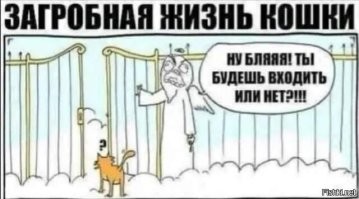 Одна из самых раздражающих привычек гуляющих котиков