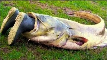 Болгарские рыбаки смогли поймать 120-килограммового сома