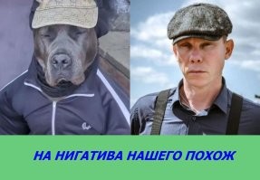 "Переодевается" и зарабатывает деньги: собака успешно "изображает" из себя человека