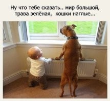 15 удивительных ситуаций, когда природа ворвалась в цивилизацию