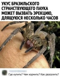 Мизгирь:лучше его не злить, кусает мощно