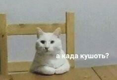 «Я не понял, а когда кушать?»: кот озадачился необычными часами