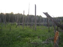 В 2006 ушли на пару дней в поход в глушь где-то в Карелии, там где Белые ночи. С собой сухпайки, карабин, лодка. По пути и ягоды, и озёра с рыбалкой, и болота, и километры пеших прогулок по красивым местам до очередного привала на отдых, ну и дикие звери=)Но вот, даже после очередного дня в бошку не пришло бы назвать болотингом какие-то действия на болоте, хотя это и весело порой было.