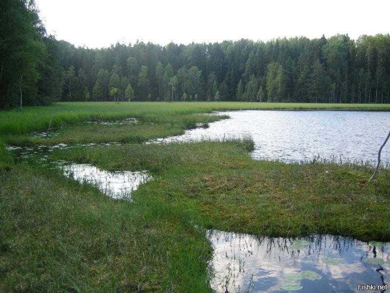 В 2006 ушли на пару дней в поход в глушь где-то в Карелии, там где Белые ночи. С собой сухпайки, карабин, лодка. По пути и ягоды, и озёра с рыбалкой, и болота, и километры пеших прогулок по красивым местам до очередного привала на отдых, ну и дикие звери=)Но вот, даже после очередного дня в бошку не пришло бы назвать болотингом какие-то действия на болоте, хотя это и весело порой было.