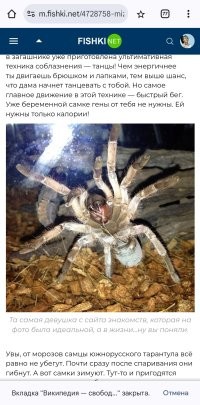 На этом фото не тарантул, а мигаломорфный паук, один из так называемых в народе "птицеядов" (вид по этому ракурсу не определить)
