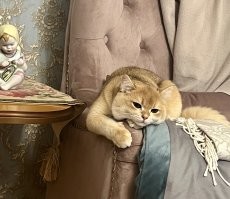 А вот моя