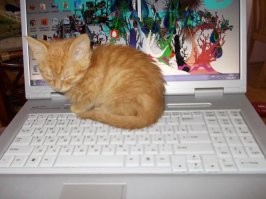 Это моя прошлая кошка, два года как на радуге, а так да наглая рыжая морда)