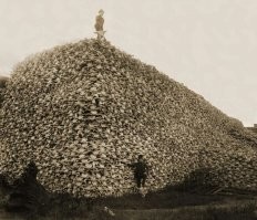 Бизонов массово истребляли, что бы индейцам жрать было нечего, а не из-за каких то высоких технологических идей.