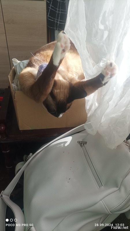 Мастер принимать невероятные позы