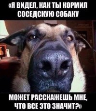 Хозяева обманули собаку и&nbsp;заставили есть овощи