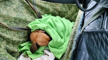 А мой дрыхнет в машине, как на дачу едем )
