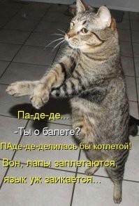 25 котиков, которые так виртуозно прикидываются голодными, что точно не пропадут в этом мире