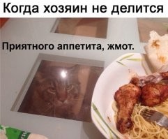 25 котиков, которые так виртуозно прикидываются голодными, что точно не пропадут в этом мире