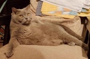 25 котеек, демонстрирующих презрение, которые выглядят при этом мило и тискательно