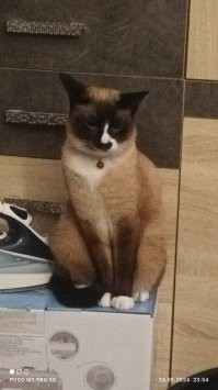 25 котеек, демонстрирующих презрение, которые выглядят при этом мило и тискательно