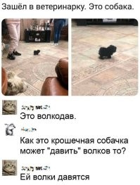 Забавный щенок шпица
