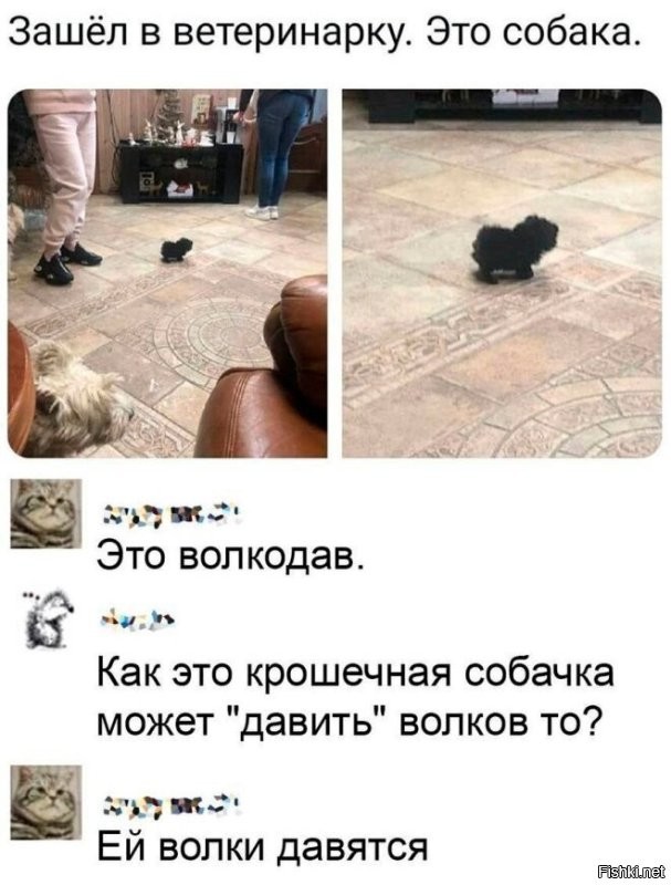 Забавный щенок шпица