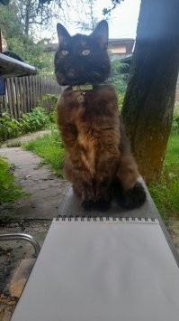25 котеек, демонстрирующих презрение, которые выглядят при этом мило и тискательно