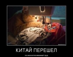 25 котеек, которые открыли для себя новое увлечение и преуспели в нём