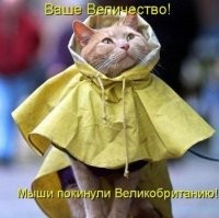 25 котеек, которые открыли для себя новое увлечение и преуспели в нём