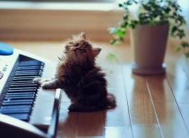 25 котеек, которые открыли для себя новое увлечение и преуспели в нём