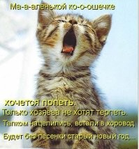 25 котеек, которые открыли для себя новое увлечение и преуспели в нём