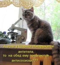 25 котеек, которые открыли для себя новое увлечение и преуспели в нём