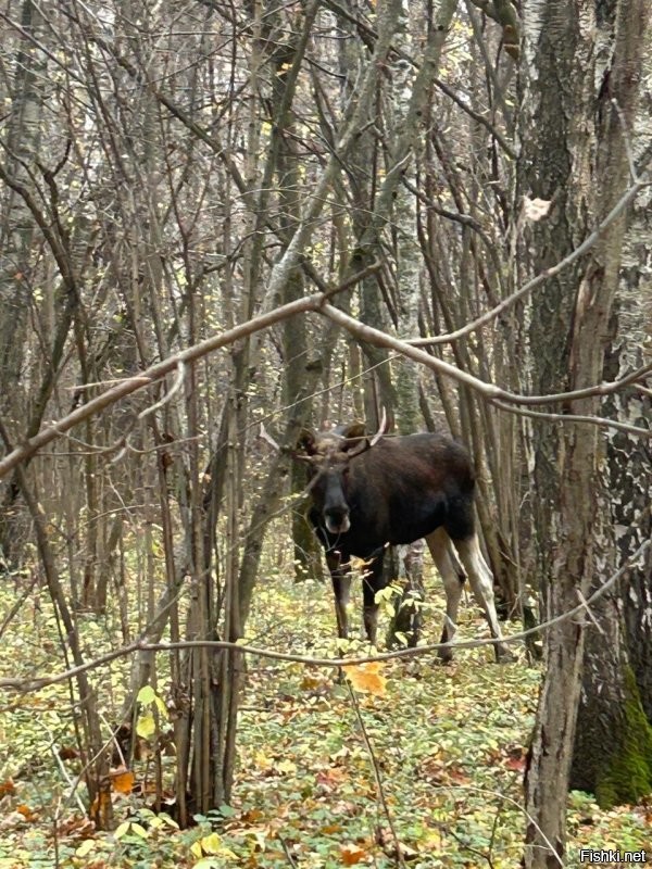 Лосиный остров