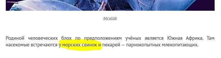 Морские свинки из Южной Америки так то ...