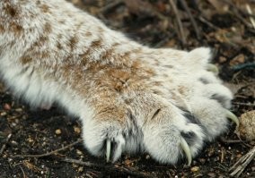 Один на один их просто нет. Кошачья реакция плюс лапы с когтищами. А от стаи рысь на дерево свалит.