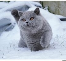 16 эмоциональных фотографий людей и животных, которые увидели снег в первый раз