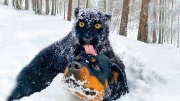 16 эмоциональных фотографий людей и животных, которые увидели снег в первый раз