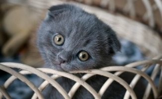 25 пушистиков, которые подарили хозяевам пронзительный и пленительный взгляд