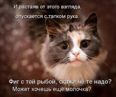 25 пушистиков, которые подарили хозяевам пронзительный и пленительный взгляд