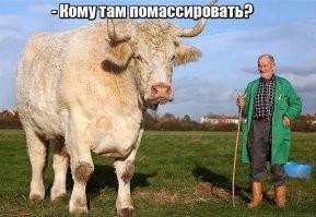 Необычный массаж спины практикуют жители индийской деревни — по ним ходят коровы