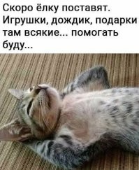 25 пушистиков, которые подарили хозяевам пронзительный и пленительный взгляд