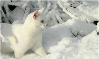 25+ домашних любимцев, которые начали подготовку к зиме и готовы к наступлению холодов