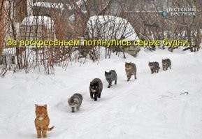 25+ домашних любимцев, которые начали подготовку к зиме и готовы к наступлению холодов