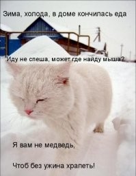 25+ домашних любимцев, которые начали подготовку к зиме и готовы к наступлению холодов