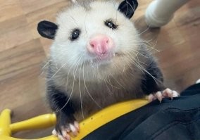 Прикольная животинка.