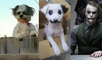 Пес-Добби, пес-мем, пес-Ричард Гир: 30 собак, похожих на что-то другое