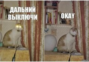 Результат загадочного эксперимента: правда ли, что коты видят нас как Гигантскую Кошку