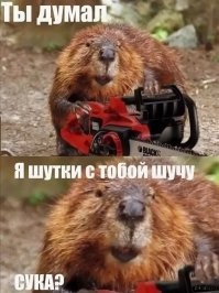 Бобр повалил дерево и перекрыл дорогу поляку